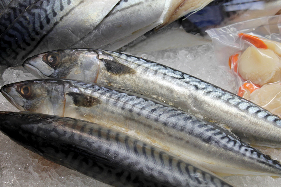 MSC Suspends all North East Atlantic Mackerel Certificates, Pending ICES Review of Stocks
